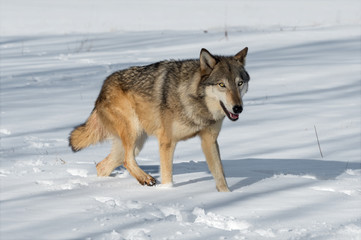 Grey Wolf (Canis lupus) Steps Right Through Snowy Field Winter