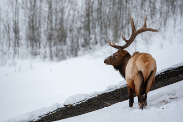 Yellowstone Bull Elk in Winter Snows