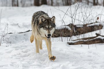 Grey Wolf (Canis lupus) Runs Forward Paw Up Winter