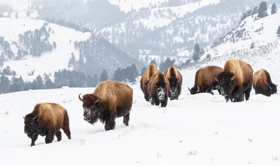 Raamstickers Yellowstone Bison in Winter Snows © ScottCanningImages