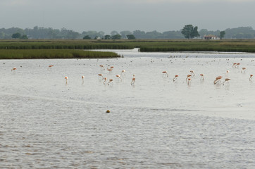 Flamingo colony in San Clemente del Tuyu, Buenos Aires, Argentina