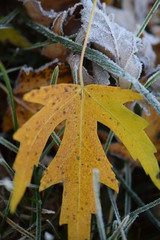 Close up of Yellow Maple Leaf on Ground with Frost