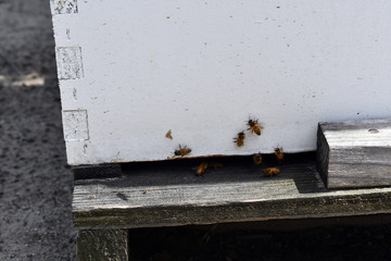 Honeybees protecting their hive