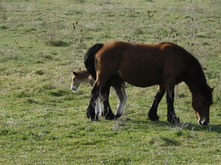 foal next to his mother at sunset