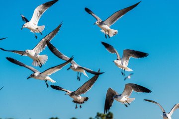 Seagulls in flight.