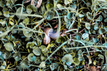 Snail between green grass