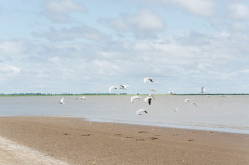 Fototapeta na wymiar Flock of seagulls, kelp gulls, larus dominicanus, flying on the beach