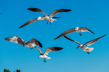 Seagulls in flight.
