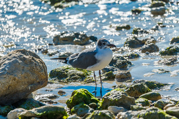 Seagull on the beach.