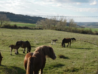 male horse taking care of his females and foals