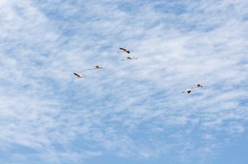 Flock of Chilean flamingos, phoenicopterus chilensis, flying