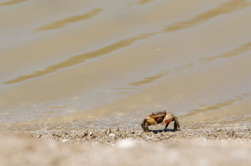 Neohelice crab, Chasmagnathus granulata, walking on the sea shore in Punta Rasa