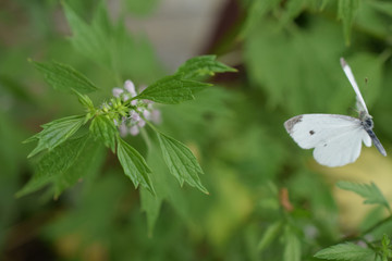 Cabbage White Butterfly in Flight Near Purple Wild Flower