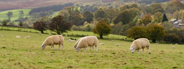 Poster Feld der weißen Schafe im Hochland im Himmel, Bergkette bei Sonnenuntergang, schöne Aussicht auf die Landschaft der Berge, England, Vereinigtes Königreich, Großbritannien © Have a nice day 