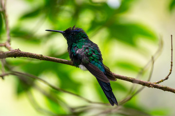 Fototapeta premium Brazilian tropical bird