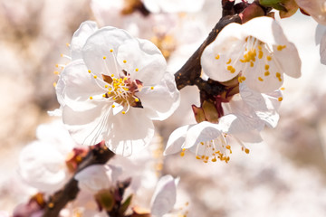 Spring flowers. Beautifully blossoming tree branch. Cherry - Sakura and sun with a natural colored background. Flowers of blossom tree on a spring day. Closeup
