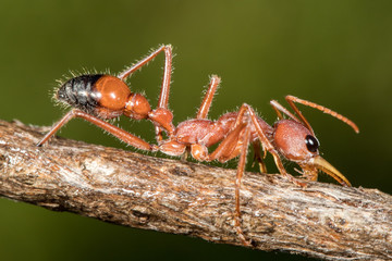 Australian Bull Ant drinking water from wet tree branch