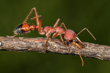 Australian Bull Ant or Bulldog Ant