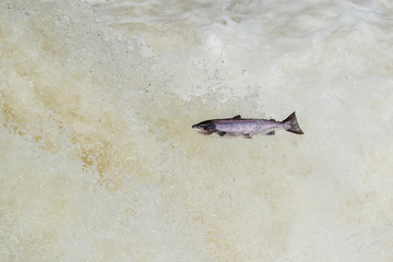 Atlantic silver Salmon