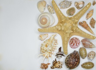 Fototapeta na wymiar starfish and shells on a white background on the right