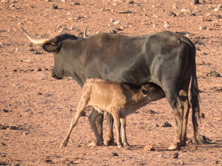 amamantando a la cria