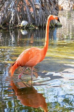 Pink American flamingo in the Caribbean