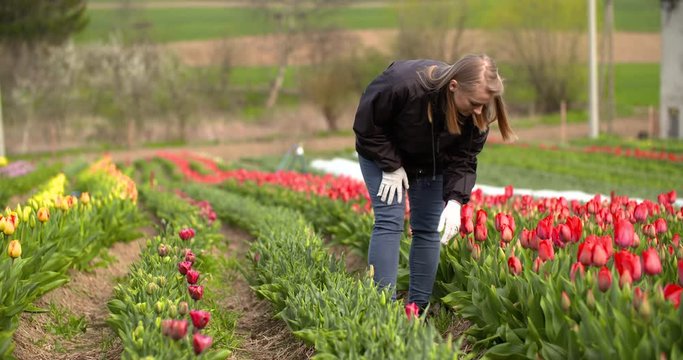 Agriculture farmer working at tulips field in holland