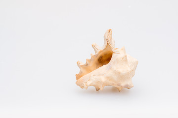 Seashells on a white background. Close-up.