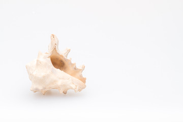Seashells on a white background. Close-up.