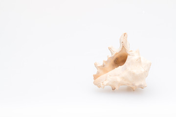 Seashells on a white background. Close-up.