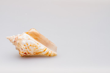 Seashells on a white background. Close-up.