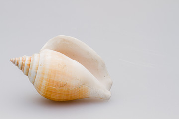 Seashells on a white background. Close-up.