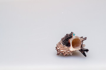 Seashells on a white background. Close-up.