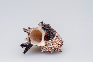 Seashells on a white background. Close-up.
