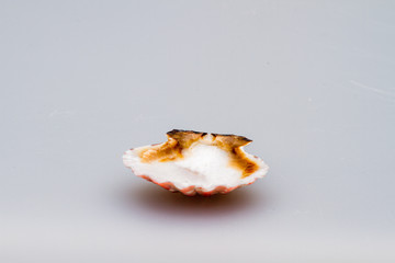 Seashells on a white background. Close-up.