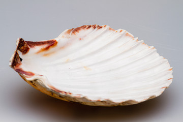 Seashells on a white background. Close-up.