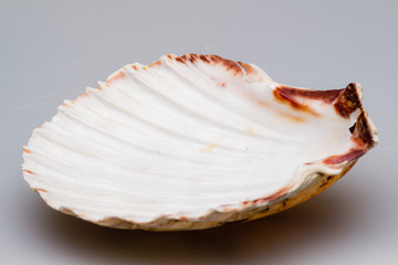 Seashells on a white background. Close-up.