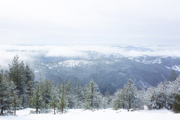 Forest of coniferous trees viewed from distance
