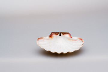 Seashells on a white background. Close-up.