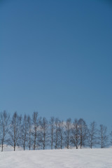 冬の青空とシラカバ並木
