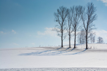融雪剤が撒かれた雪の畑と冬木立