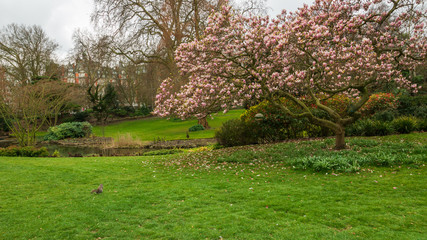 Magnolienbaum und ein Eichh&ouml;rnchen in einem Park