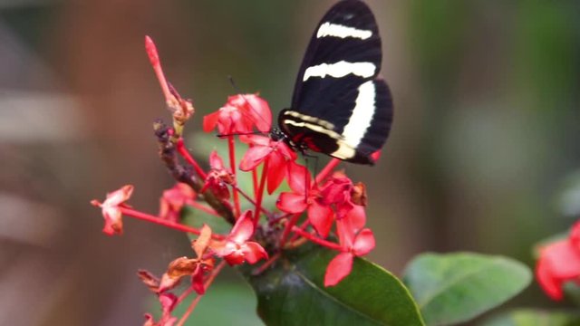 closeup of a hewitson's longwing butterfly drinking nectar from a flower, tropical insect specie from Costa Rica, America