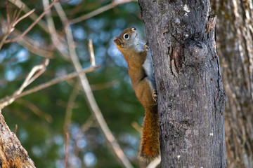 American Red Squirrel Climbing a Tree in the Woods