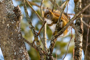 American Red Squirrel Sitting in a Forest Tree