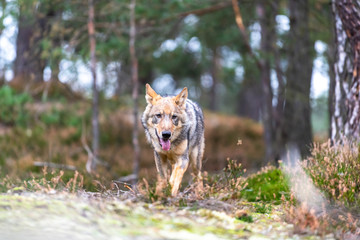 Lone wolf running in autumn forest Czech Republic