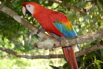 Macaw