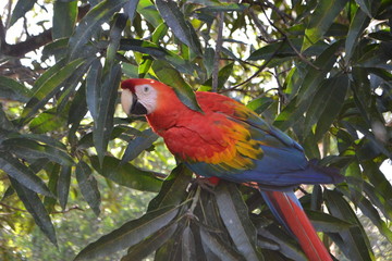 Macaw