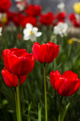 Many beautiful red tulips on a background of daffodils in spring blooms in the garden. A lot of blooming flowers, background