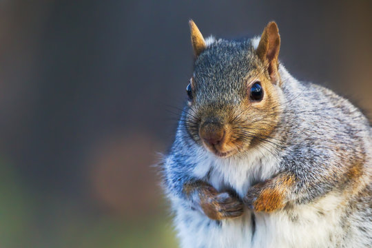 Eastern Gray Squirrel, Sciurus carolinensis, portrait with winter coat. Direct eye contact. Side lit by the setting sun. Background is bokeh of a fall forest.